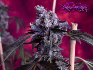 Permanent Marker feminized seeds grow gallery displaying the upright flowering structure of a cannabis plant in a studio setting.