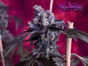 Permanent Marker feminized seeds grow gallery displaying the upright flowering structure of a cannabis plant in a studio setting.