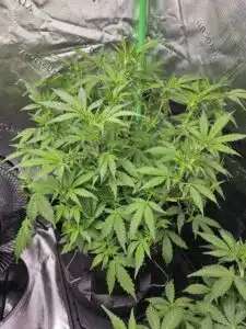 Bushy Fat Bastard Auto cannabis plant with broad green leaves during the vegetative growth phase.