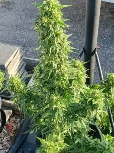 Large central flower of a Fat Bastard Auto cannabis plant during peak flowering stage.