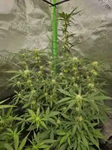 Fat Bastard Auto cannabis plant in early bloom with vibrant green leaves and developing white flowers in an indoor garden.