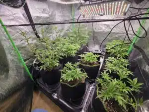 Multiple Fat Bastard Auto cannabis plants growing in black fabric pots under LED grow lights inside a reflective tent.