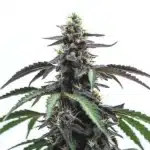 Head Band cannabis buds with earthy green tones and a trichome-rich coating.