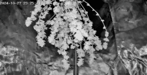 Headband Auto feminized seeds harvest hanging upside down for drying process in a dark grow environment.