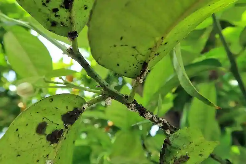 More Hemp less Pesticides