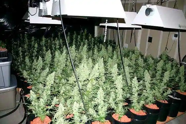 Cannabis indoor