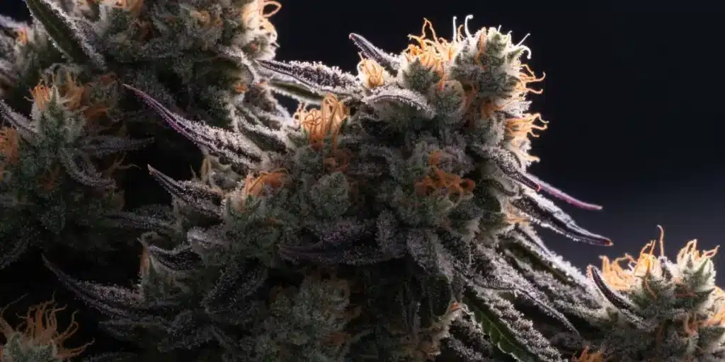 Frosty Cannabis Buds Covered in Trichomes