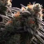 Frosty Cannabis Buds Covered in Trichomes