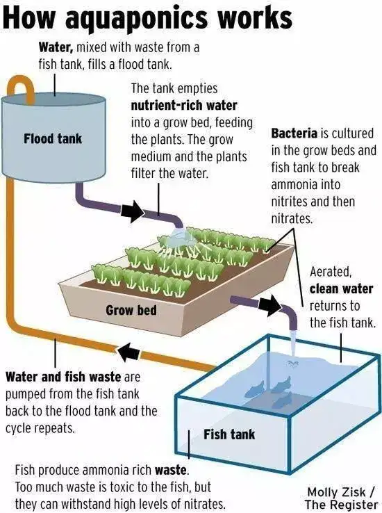 how aquaponics works