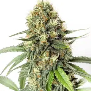 Amnesia F1 cannabis bud with dense structure, orange pistils, and sugar-coated trichomes.