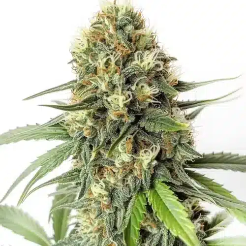 Amnesia F1 cannabis bud with dense structure, orange pistils, and sugar-coated trichomes.