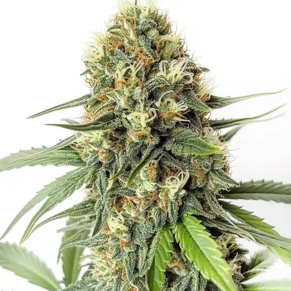 Amnesia F1 cannabis bud with dense structure, orange pistils, and sugar-coated trichomes.