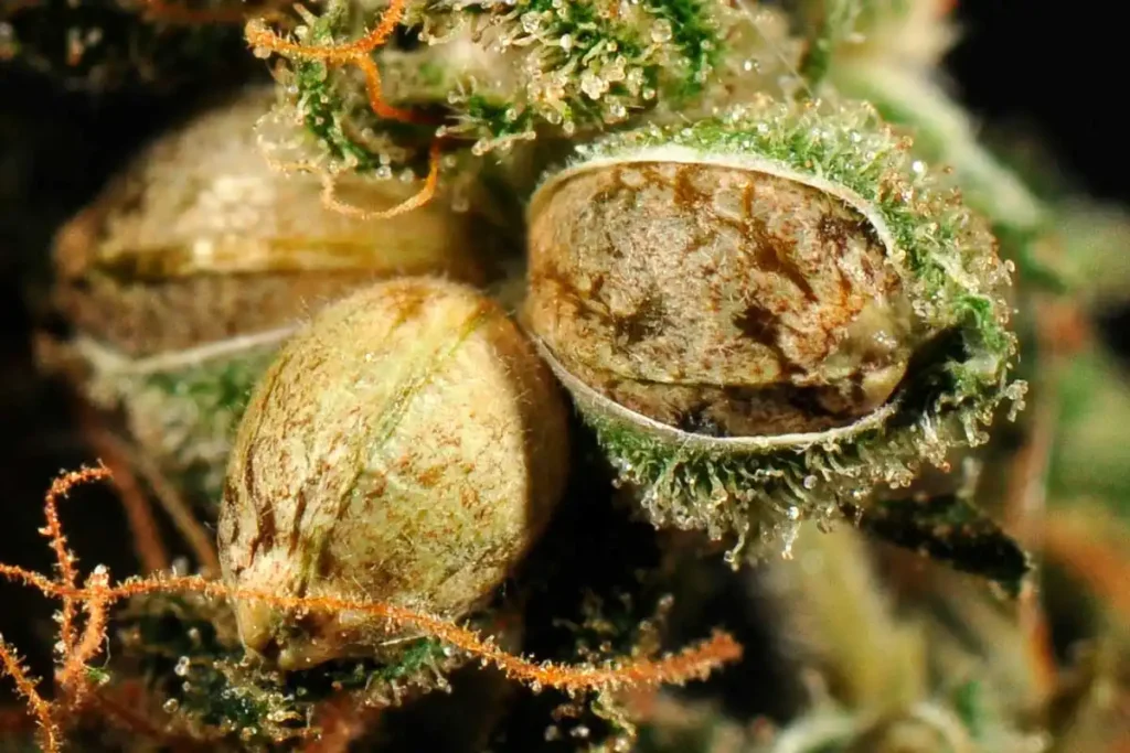 Buds with seeds