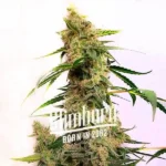 Cherry Ak Auto
