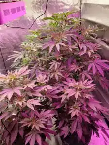 Jealousy F1 feminized seeds grow gallery featuring a resinous cannabis flower with striking purple foliage and white trichomas