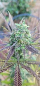 Jealousy F1 seeds grow gallery showing a macro view of a frosty cannabis bud with intense purple coloration.