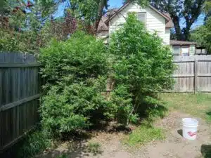 Large outdoor Mimosa cannabis plants in a backyard garden next to a wooden fence.