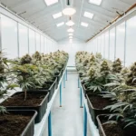 modern cannabis cultivation room with neatly organized plants in large pots under soft white lights