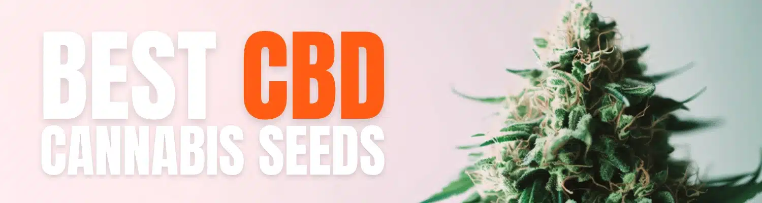 BEST CBD