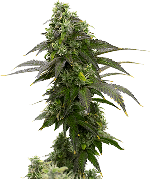 CRESENDOPLANT PRODUCT 071