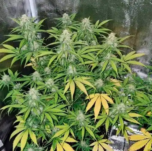 Cream Auto