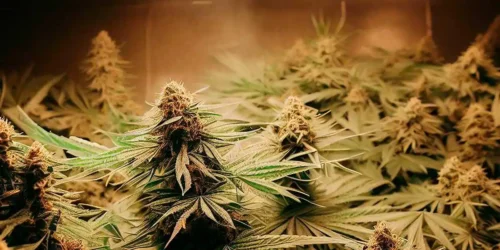 The Best Indoor Marijuana Grow Tent?