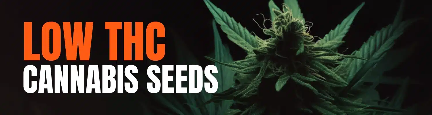 LOW THC SEEDS