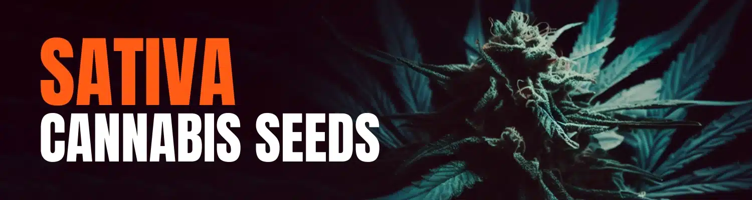 SATIVA SEEDS