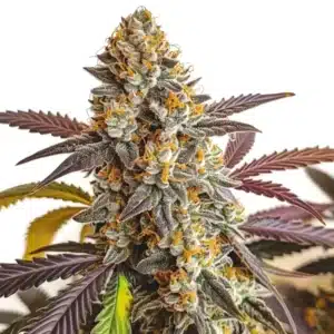 Auto Strawberry Haze cannabis plant with sativa-style buds and orange hairs.