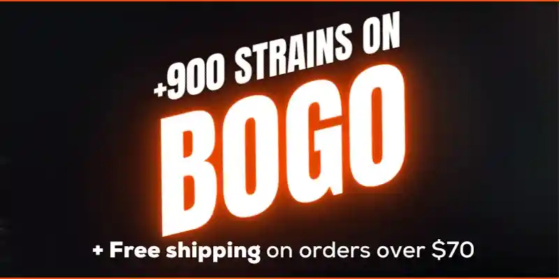 +900 strains bogo 800×400