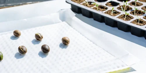 Germinating cannabis seeds in soil or coco made easy