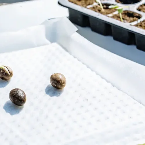 Germinating cannabis seeds in soil or coco made easy