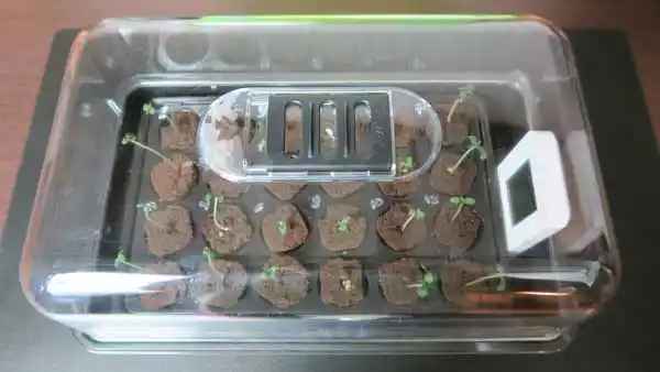 Care for your weed seeds first day