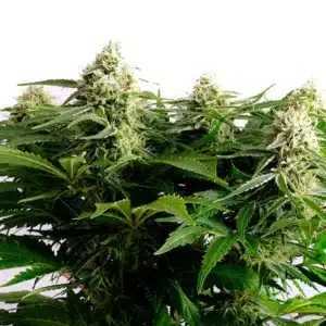 Colombian Jack cannabis with tall cola, bright green leaves, and a heavy coat of trichomes.