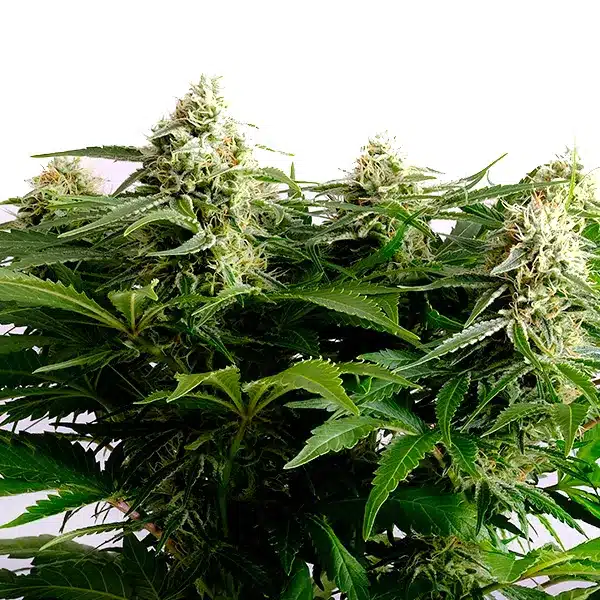 Colombian Jack cannabis with tall cola, bright green leaves, and a heavy coat of trichomes.