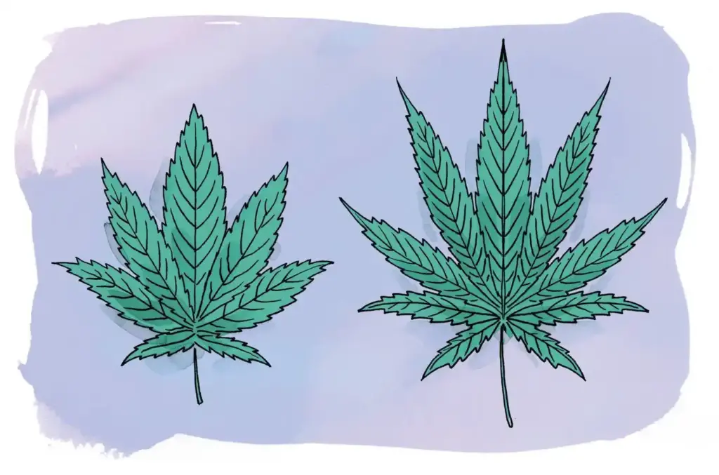Indica vs Sativa