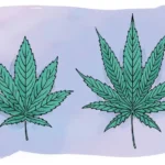 Indica vs Sativa