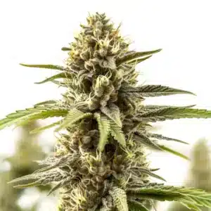 Frosty Mataro Blue cannabis bud with purple undertones.