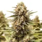 Orange Cake cannabis bud with thick trichome layers and orange-tinted sugar leaves.