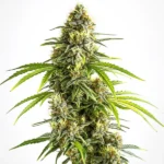 Tall lime green cannabis bud with resinous coating, showcasing the Sativa Dream strain.