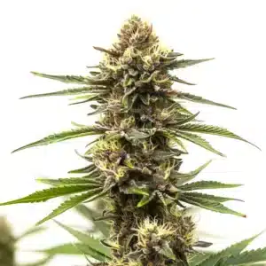 Shiskaberry Cake cannabis bud in full bloom covered in dense trichomes.