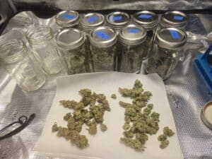 Dried Shiskaberry Cookies flowers next to labeled glass jars for the curing process.