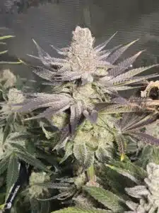 Shiskaberry Cookies feminized seeds grow gallery showing a resinous cannabis flower with purple leaves and trichomes.