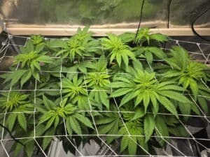 Shiskaberry Cookies cannabis plants in a scrog setup with healthy green canopy indoors.