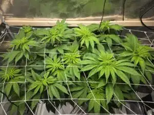 Shiskaberry Cookies cannabis plants in a scrog setup with healthy green canopy indoors.