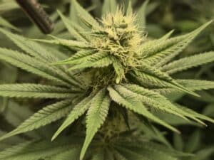 Early flowering stage of Shiskaberry Cookies showing white stigmas and young trichomes.