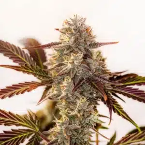 Watermelon Zkittlez Autoflower cannabis bud with purple-tinted leaves and resin-covered flowers.
