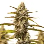 Z OG Grape Bubble Autoflower plant displaying purple hues, dense buds, and orange pistils