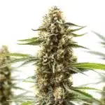 Z OG x Gorilla Autoflower cannabis cola with frosty trichomes and vigorous bud development