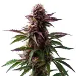 Gelato x Purple Punch autoflower with purple hues, frosty buds, and orange pistils.